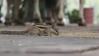 Squirrel eating grain.