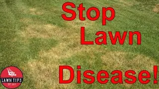 Stop Lawn Diseases | Dollar Spot