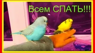 Как положить попугая спать🐥Волнистый попугайчик 