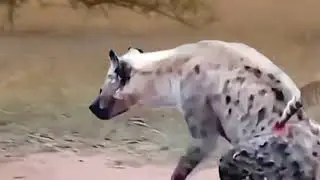 lagar bagar vs deer fight