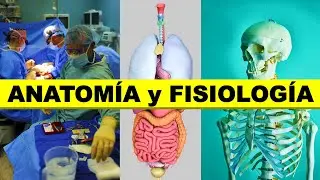 👉 ¿Que es la ANATOMÍA y FISIOLOGÍA humana? 🦴🧠👨‍🎓