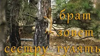 Прикольные белки! Red squirrel.