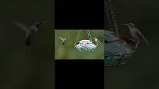 Hummingbirds | Canon R7 120 FPS Slow-Motion Magic