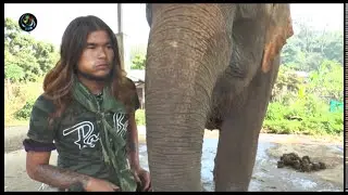 A story of Burmese workers are working in a Elephant Camp in Thailand, Chiang Mai