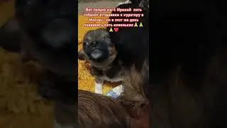 Все пять маленьких собачек были домашними, но хозяин их бросил 😓😓😓#рекомендации #shorf #гулькевичи