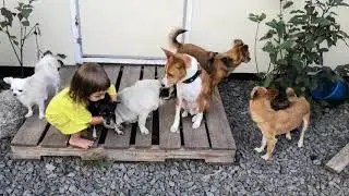 Той терьер Винни, басенджи Дарик, метисы Надси и Смайли, мопс Джульетта и чихуахуа Мелисса