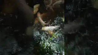ikan Nila sangat suka daun Pepaya
