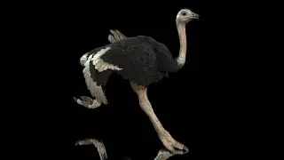 Ostrich