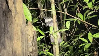 Vietnam Wildlife Watching - Herping Southern Vietnam