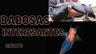 Babosas ángel y babosas gigantes|| Recopilación de shorts