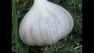 How to Grow Giant Rocambole Garlic