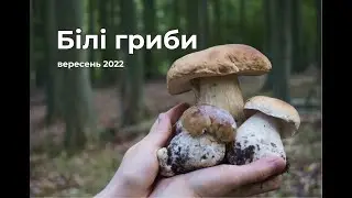 Білі гриби, Гливи, Дубовики. Почався сезон білих грибів 2022.