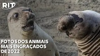 Concurso elege fotos dos animais mais engraçadas do ano