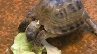 Черепаха мутант (the tortoise-mutant)