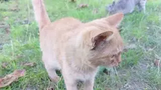 В мире уличных животных #котенок #cat #собака #cute #animals #помощьживотным
