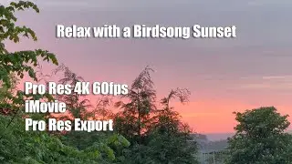 Relax with a Birdsong Sunset | iPhone 15 Pro Max 4K 60fps Pro Res