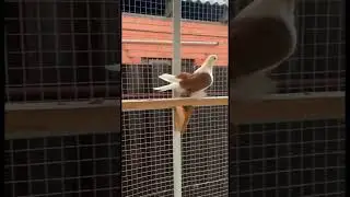 @iz4660 голуби Кубани 🤍🕊️