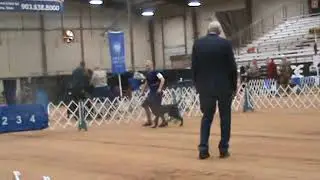 German Wirehaired Pointers, Kennel Club of Texarkana, Sunday February 3, 2023