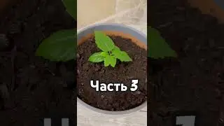 Как растёт Роза 🌹