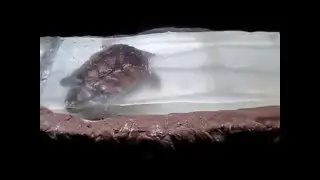 Черепаха в океанариумк Лазаревское