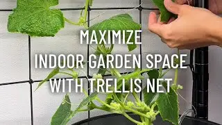 Maximize Indoor Garden Space with Trellis Net