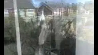 Josh the untrainable whippet is pleased to see me!