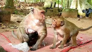Sweetpea is Screaming Million times because mom Popeye Never give food to him |