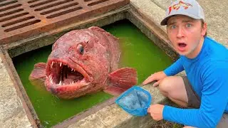Saving AQUARIUM FISH From DISGUSTING Sewer!