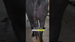 हरियाणातील मुरा म्हैस विक्रीसाठी उपलब्ध #म्हैस_बाजार #shorts #buffalo_dairy_farm