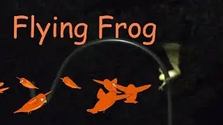 Flying Frog Owl Attack POV FYV
