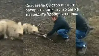 человек спас волка ,волк попал в капкан