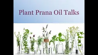 Plant Prana Oils Talks-Mugwort