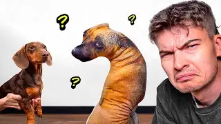 I Bought The Weirdest Dog Toys