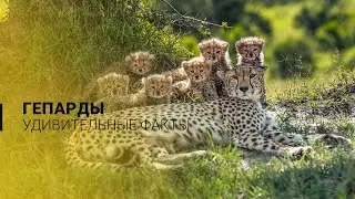Удивительные факты о гепардах