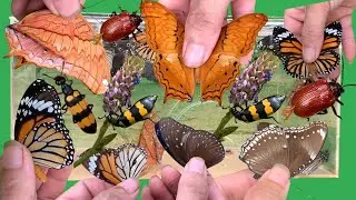 Discover beautiful wild insects, butterflies, bugs, and more 