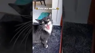 kitty :D