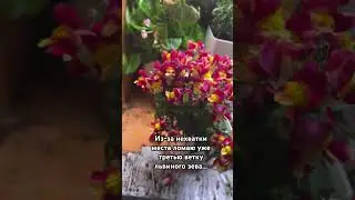 Львиный зев Snappy 