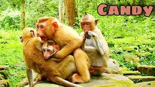 Poor abandoned Canyon lost warming for long time, now she has  adopted by Gradually