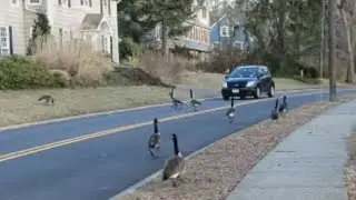 Canadian Geese Crossing a Road