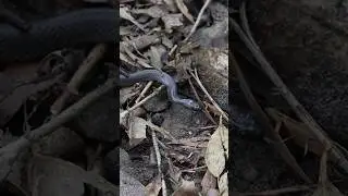 Red-Bellied Black Snake in Australia 💀