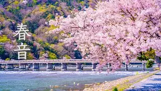 春曲メドレー ～静かな昼下がりに聴く、春の癒し曲～【作業用BGM】