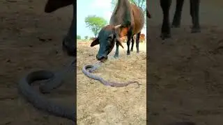 જય ગોગા મહારાજ