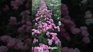 30 августа 2024 г.