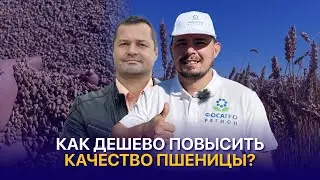 Сеникация и эффективные схемы питания в растениеводстве — AgroTest