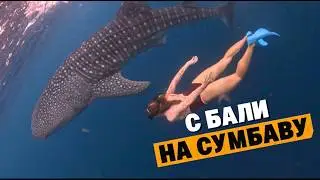 Китовые акулы рядом с Бали: стоит ли ехать на Сумбаву