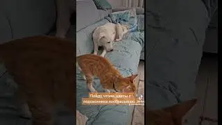 Бандит и хулиган! 😅