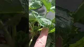 Возвратные заморозки на клубнике позади
