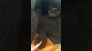 My Cute British Blue