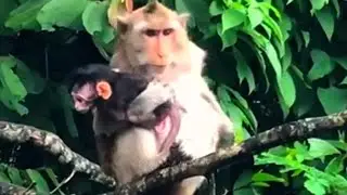 Newborn Baby Monkey / Baby Monkey He Want To Lean Walkng On The Tree