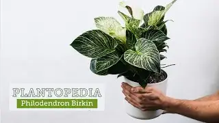 All About Philodendron Birkin | Most Trending Plant of the Year 2021
